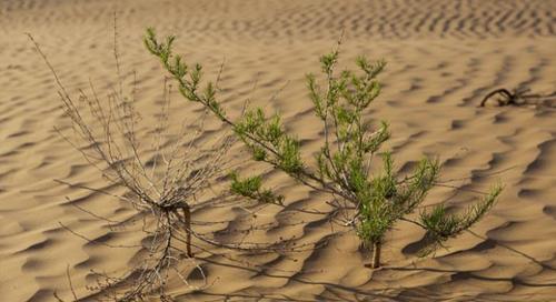 中国即将消失的沙漠：从草原变成沙漠再变成绿洲！美日：变戏法？