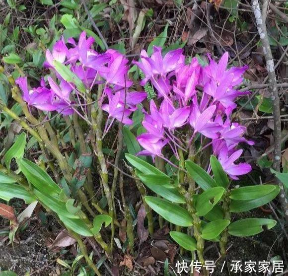  『漂亮』门前石头上长了一丛草，朋友出1000元来买，开起花来真漂亮！