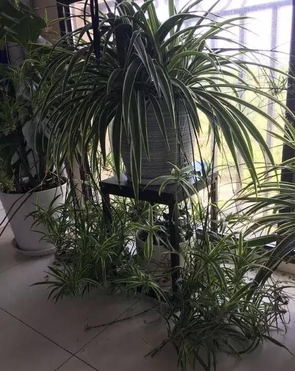  [长寿花]推荐十种最受欢迎的健康植物，家家都有养，你家肯定少不了！