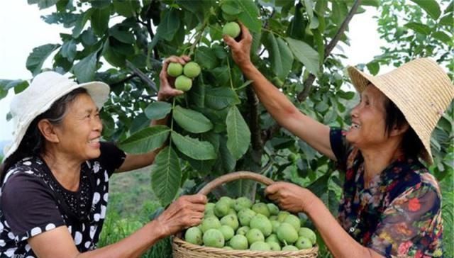  【受热】曾是广受热捧“贵族果”，如今收购价不到2元，农民宁愿