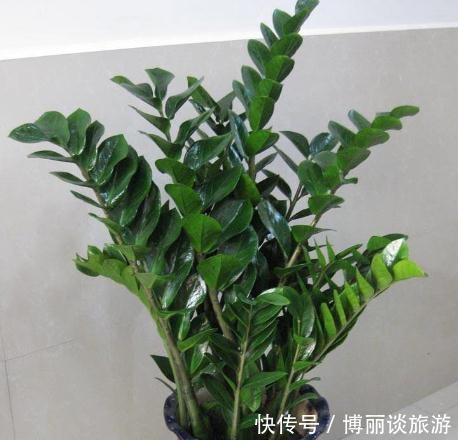 寓意@2种“招财树”,养在客厅很“金贵”,个个是镇宅花,您在养吗