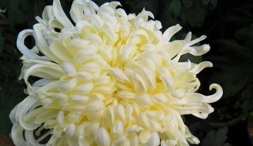  『喜欢』喜欢菊花，就养盆“菊花精品”海天一色，开花不停，爆盆好养