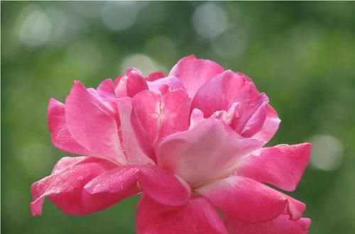  『开花』养花就养此3种，开花漂亮爆盆简单，好养易活四季开花，漂亮极了