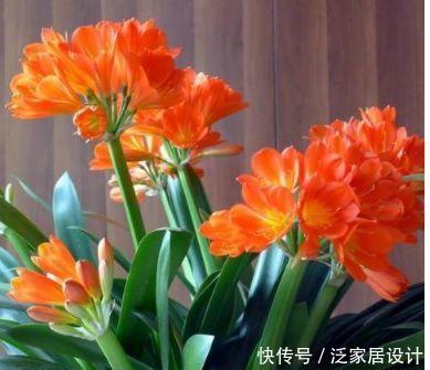  『家里』3种花专治二手烟，养家里两盆，吸废气净空气，对老人孩子好