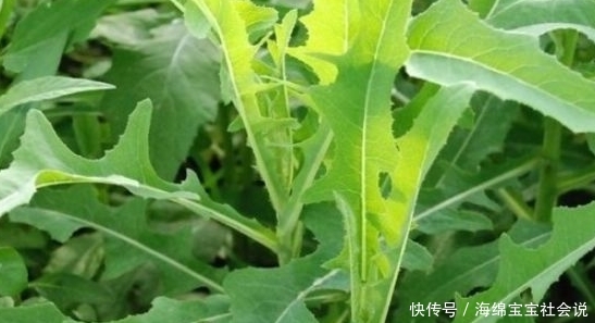 长得像蒲公英的一种野菜，只吃叶子不拔根，很多人都不知情而已