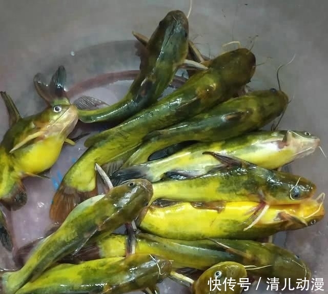 「钓友」长江钓到“超长黄颡鱼”浑身金黄鱼鳍泛红,钓友:两根筷子那么长