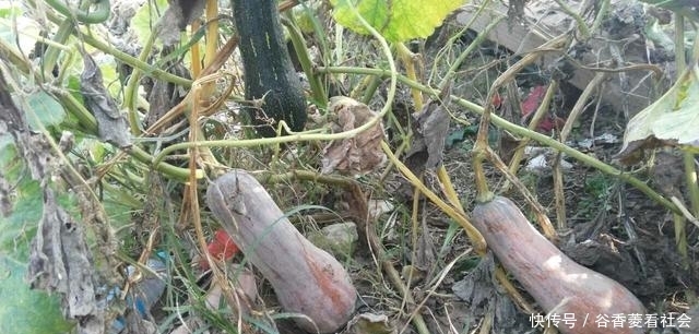  奇怪@奇怪的农村人：稀罕农产品懒得收，田里自生自灭