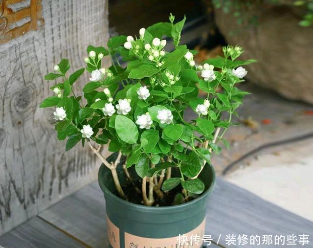 『盆土』茉莉花的嫩芽总是长出来就干枯?盆土板结导致闷根,打透气孔发根