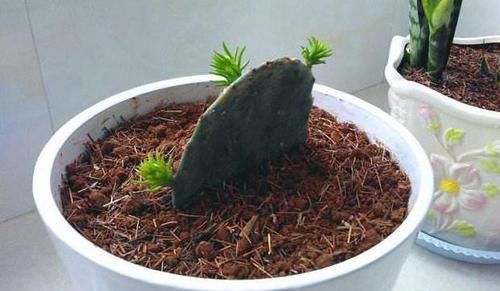  「花钱买」养这“3种花”，不用花钱买，只需摘一根枝，想养多少就养多少！