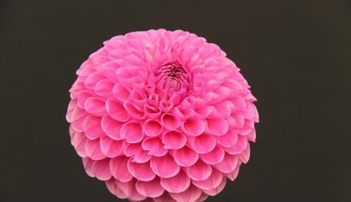  『花朵非常』3种花非常的漂亮，招财纳福好运来，养花必选，好养易活花期长