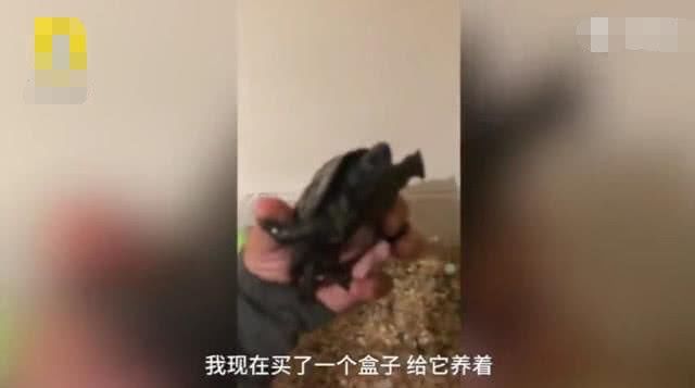 误会！“没有感情的广东人”当事人回应：乌龟没吃，养着呢！
