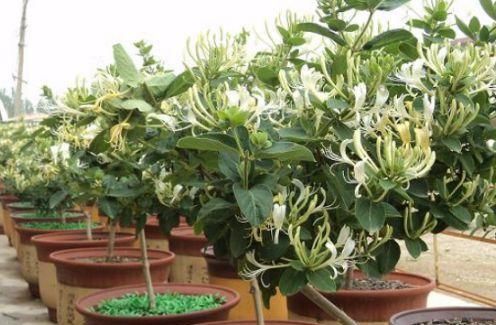 「花钱买」这种“天价”植物,不用花钱买,仅用“一片叶”,能养出好几盆!