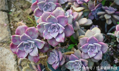 『超生』号称“超生专业户”的3种多肉植物,一片叶子可以长一盆!