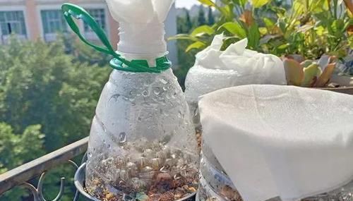  「长寿花」开春后要养2种花，剪根枝条插水里就活，花一开200天！