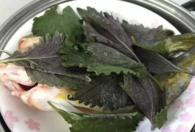  清洗干净■这4种花不仅长得漂亮，掐下叶子就是一盘菜