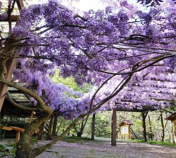  『温馨浪漫』甜蜜梦幻的花朵，花期可达200天，竟然还有这种花