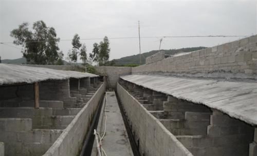  #海龙#养半年可达17斤，人称“海龙肉”，市场30元一斤，养殖新