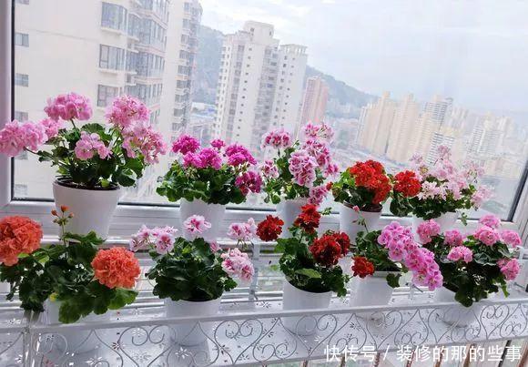  「窗子」窗台养上4种花，推开窗子就是花园，一不小心成花海！