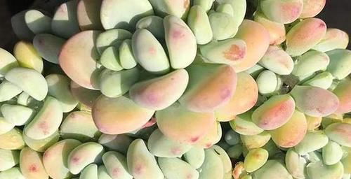  『开挂』多肉植物开挂区和逆挂区都有哪些地方？你在什么的地域？