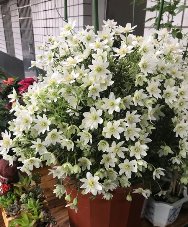  『时间是秋』买花也要看季节，买错了，养不活还浪费钱