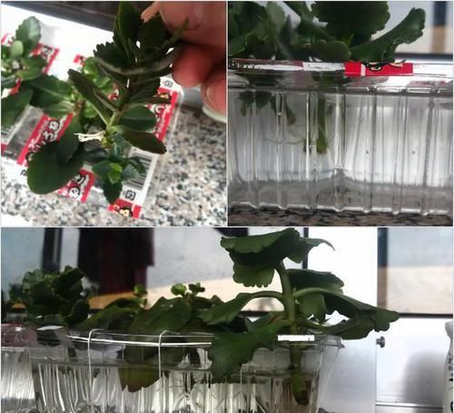  「长寿花」开春后要养2种花，剪根枝条插水里就活，花一开200天！