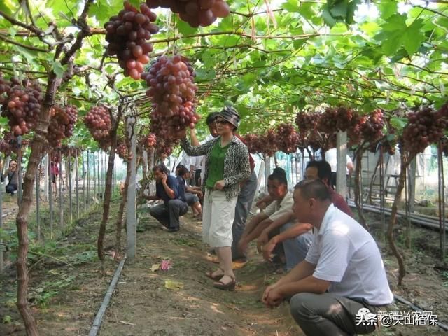 2019年农业补贴政策出炉：种植者补贴还有！