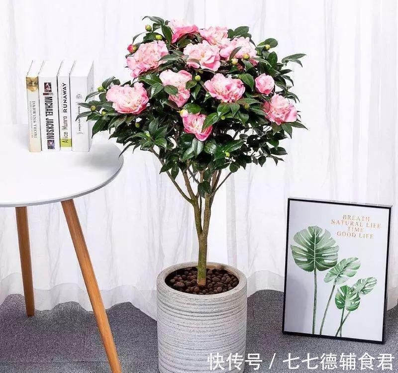  [冬季室内]离过年只剩十几天，这15种花年味十足，再不准备就迟了