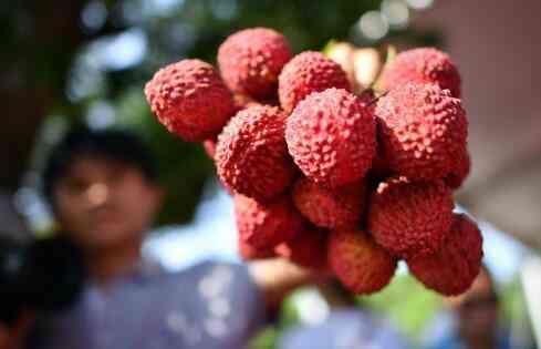 吃荔枝真的会导致死亡吗？别信！都是谣言！