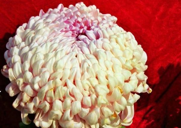  喜欢：喜欢菊花，首选此款优良名菊“久米梦乡”，似粉嫩少女，清秀优雅