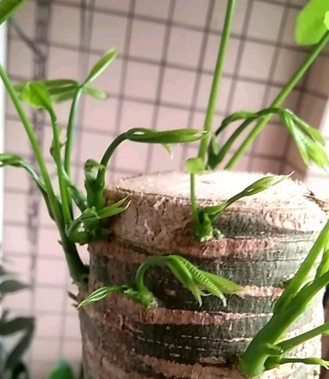  「无非」发财树掉叶子怎么办？无非是这2点，改正了叶子绿，嫩芽多枝干壮