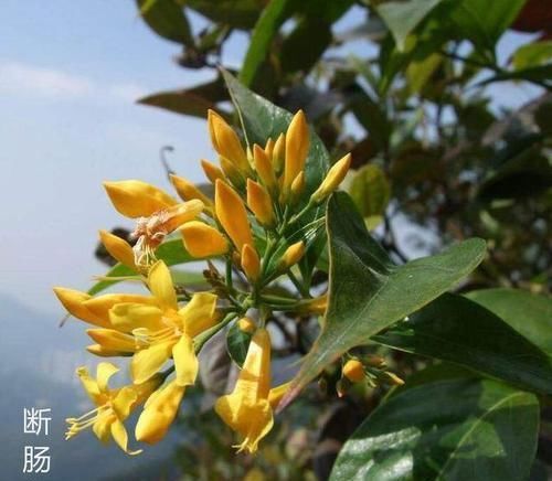  【毒植物】这东西，人称“断肠草”，山中常见，价值珍贵却有毒，遇见别乱碰