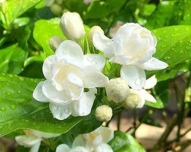 『买肥』养花买肥太花钱?从春到冬只用这三种肥,植物也能花繁叶茂