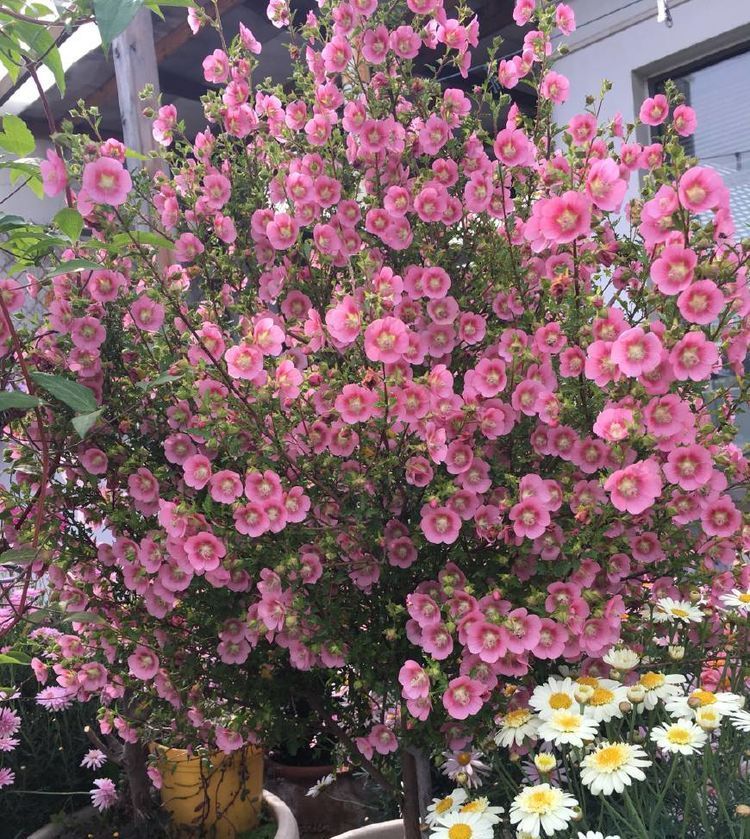  墙角：这几款花，种在家里墙角，半年长成花墙，惊艳四季，琳琅满目