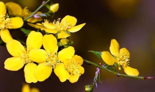  「顺利」春季养花，这款植物值得一试，把握“3个”关键点，顺利生长！