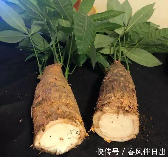水培花瓶@总是养不好的3种花,赶紧扔水里,越长越有劲!