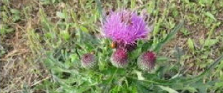 农村地上的“刺草”,农民对其没有好感,可如今却能卖10元一斤！