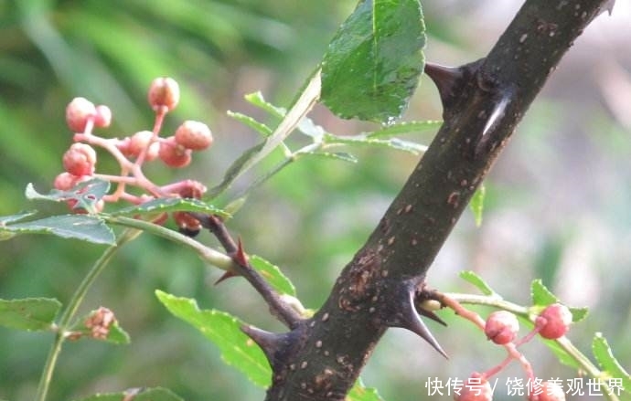  [花椒]农村这种植物，以前家家都种，如今卖90一公斤，农村却少