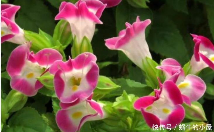  『常养』常养4种花,好养易活沾土就活，有水就疯长，开花量大能爆盆