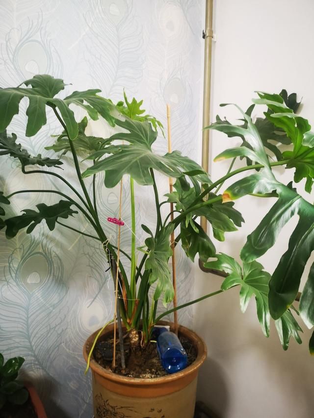  #值钱#再穷也要养盆橡皮树，养得时间久了，就越值钱