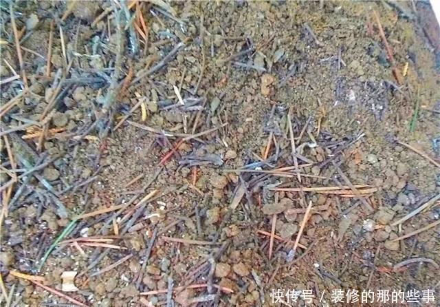  『执着的花盲』养花技巧：这5种花现在扦插，下个月就开花，千万别错过时机！