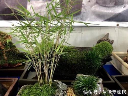  [提升]客厅养花不会选？这4种绿植摆一盆，大气上档次，提升家居品味