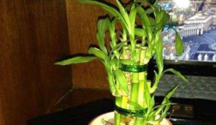 『养花』喜欢养花,不如养盆蜀葵是盛开后非常美丽的花朵。