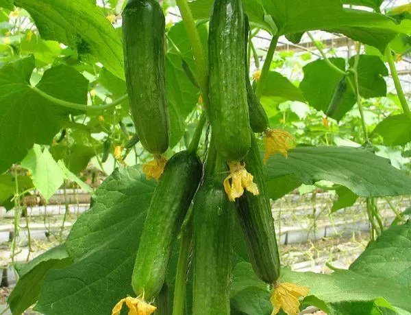  阳光|花盆可不是只能用来种花，种点这些蔬菜照样好看还好吃！