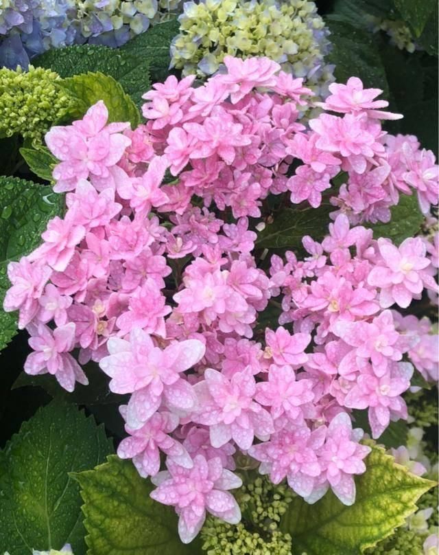  『露台花园』造花园，一定不能少这3种花，每一种都是当之无愧的开花机器！