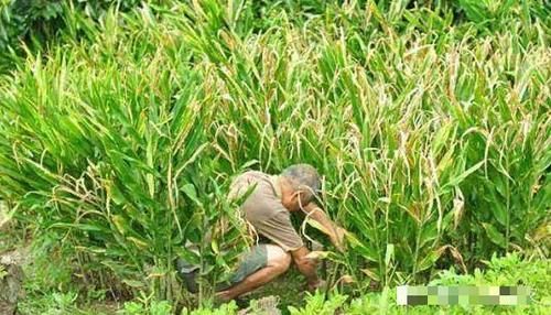  「种植阳荷」种一次可收三年，产量一年比一年大，市场5元一斤，