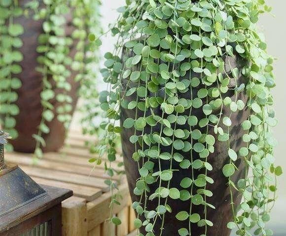  [盆栽]春天养盆垂吊盆栽，夏天收获一片绿荫，秋天得到绿色瀑布！
