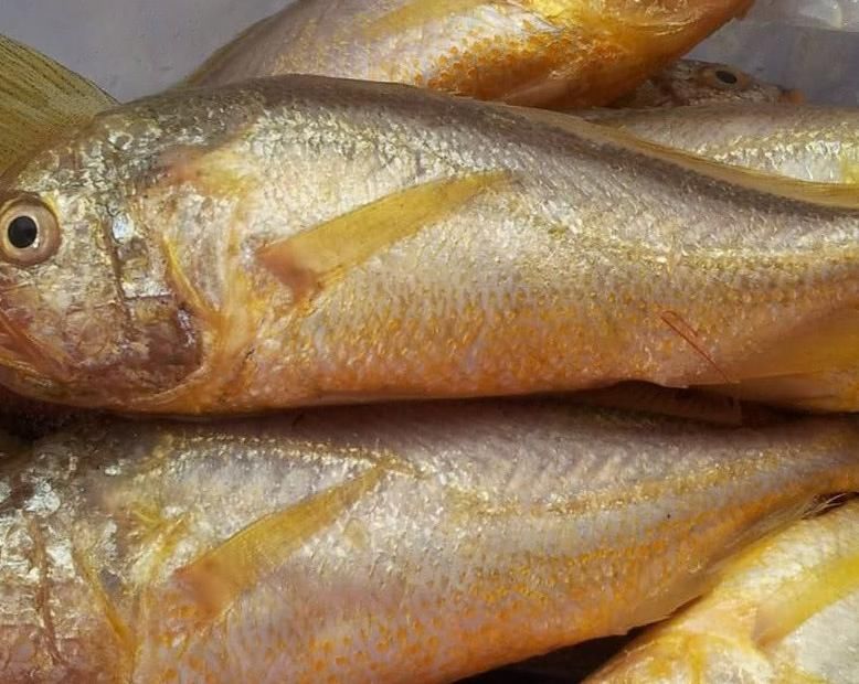 中国卖出“天价”的4种鱼，长江刀鱼今年禁捕，有钱你都买不到！