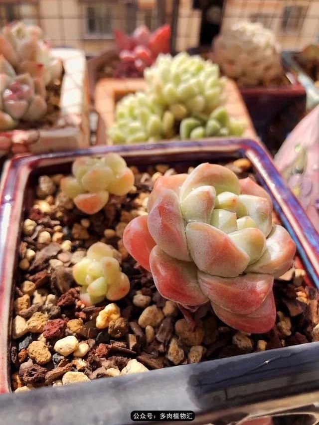  『凌晨』凌晨三点的一场大风，令她足足起来四次，只为看这些宝贝