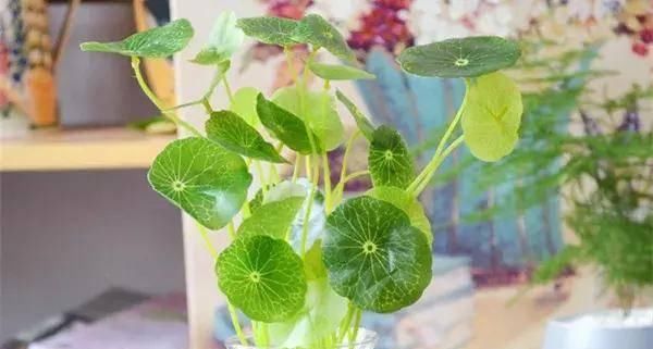  『家养』家养一盆铜钱草，幸福财源滚滚来