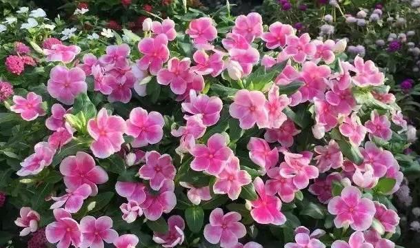  『四季开花』5种花是“爆盆能手”，好养漂亮，一次就能开100多天，关键是好养